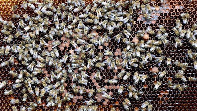 Siyah bal nedir? Kanser hücrelerinin yeni silahı siyah balın faydaları