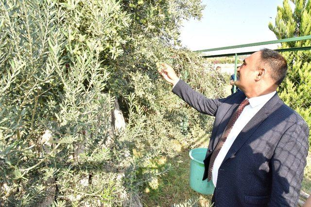 Başkan Yılmaz, 8 asırlık zeytin ağacından hasat yaptı