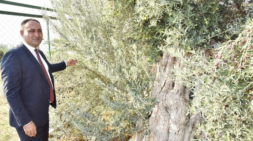 Başkan Yılmaz, 8 asırlık zeytin ağacından hasat yaptı