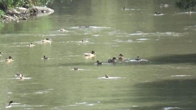 Karslılar Dereiçi bölgesinin ava yasaklanmasını istiyor