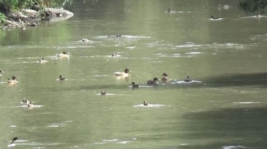 Karslılar Dereiçi bölgesinin ava yasaklanmasını istiyor