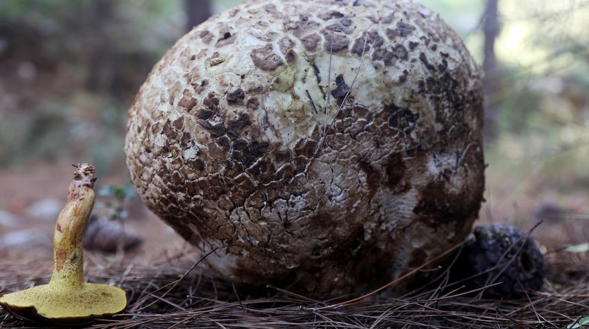 Muğla'da 3 kilogramlık mantar bulundu