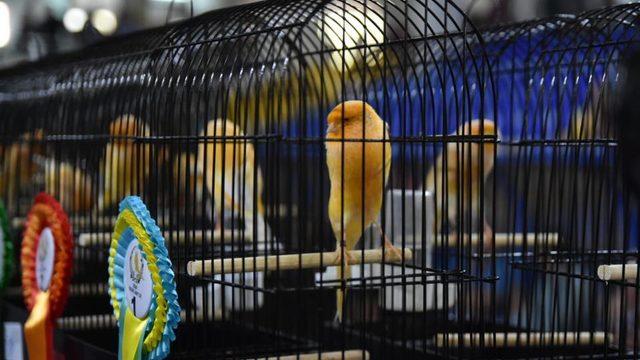 Edremit'te 4'üncü EYCC Yorkshire Kanarya Yarışması yapıldı