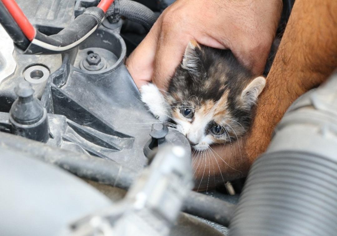 Otomobilde kedi kurtarma operasyonu