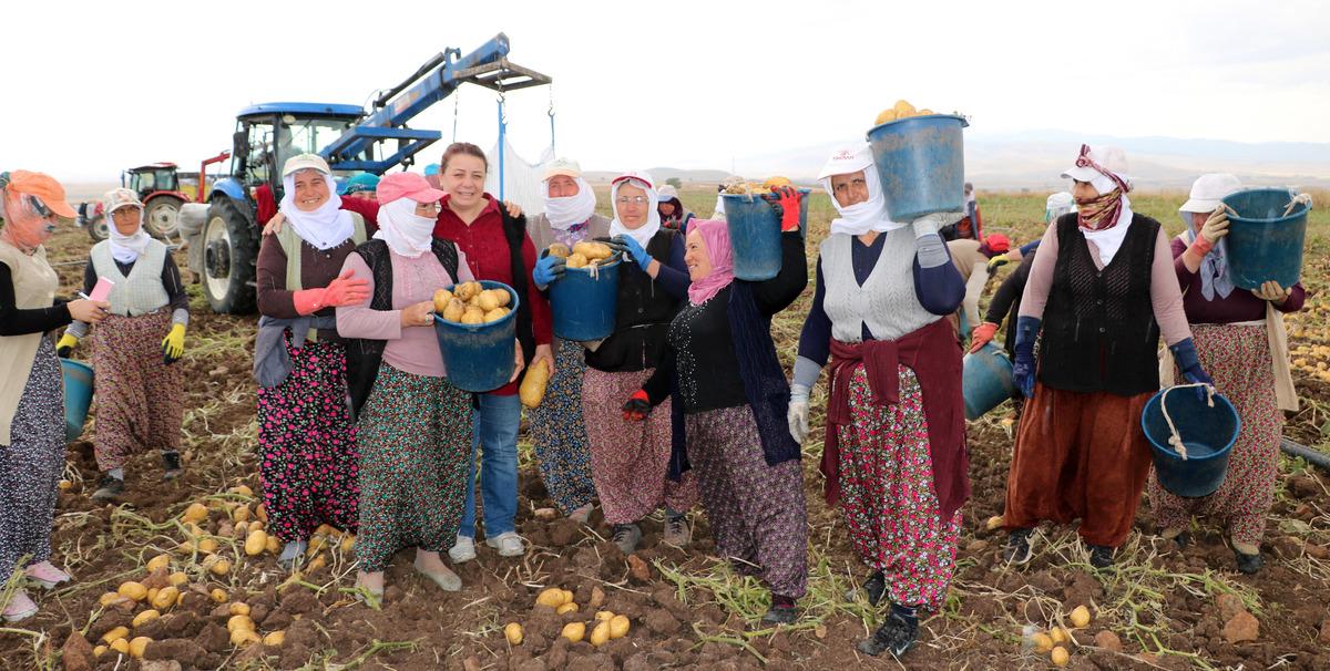 Sandıklı, patateste 200 bin ton rekolte bekliyor