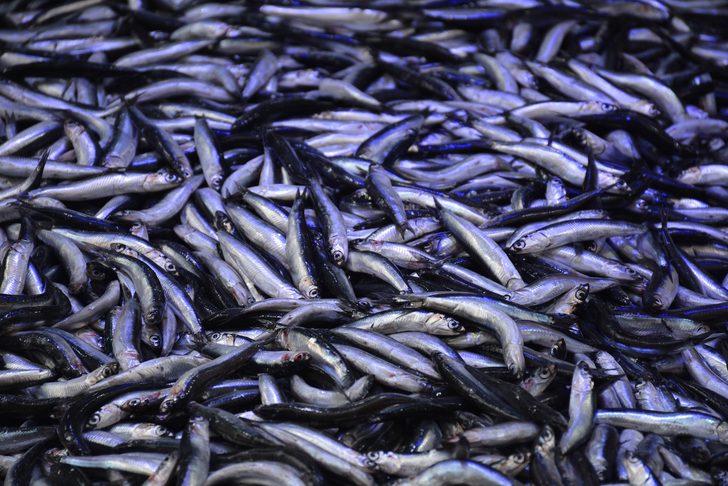 Karadeniz’de hamsi bolluğu! Kilosu 5 liraya düştü G1