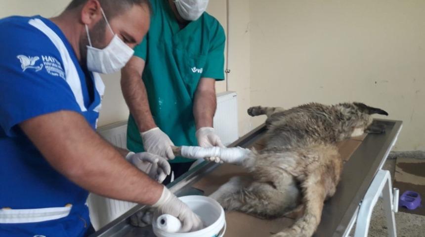 D&uuml;şen kayaların altında kalan k&ouml;pek kurtarıldı