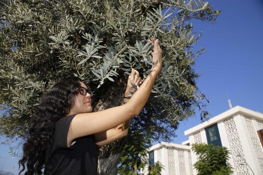 6 asırlık anıt ağa&ccedil; koruma altındaki ilk meyve verdi