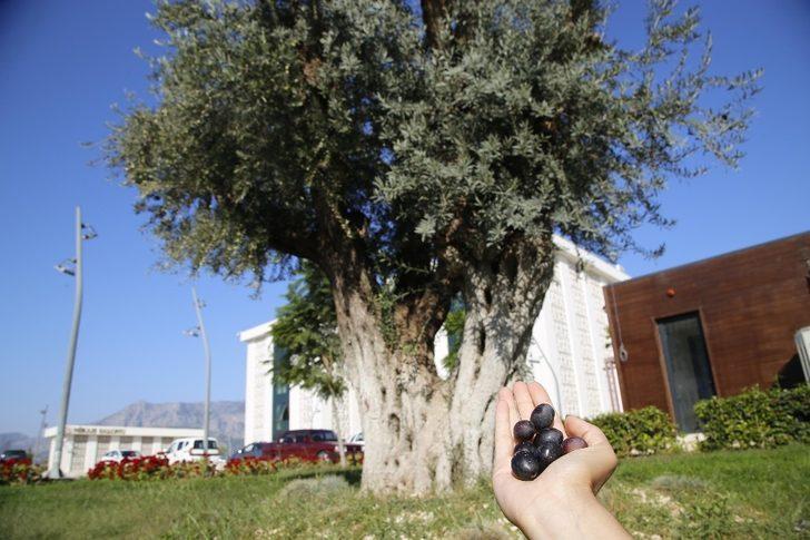 6 asırlık anıt ağaç koruma altındaki ilk meyve verdi G2