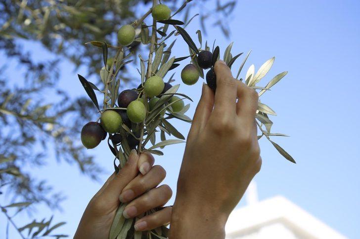 6 asırlık anıt ağaç koruma altındaki ilk meyve verdi G4