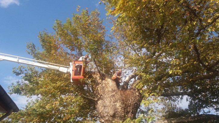 Asırlık çınar ağacına bakım G1