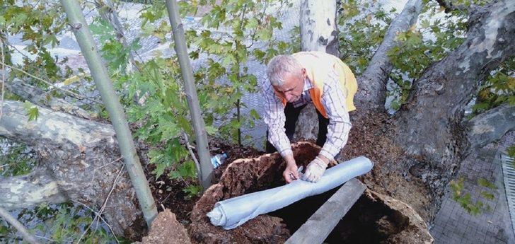 Asırlık çınar ağacına bakım G2