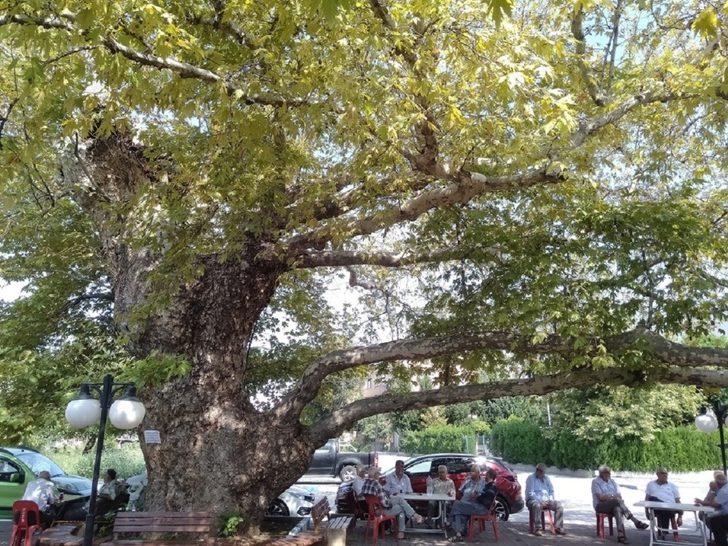 Asırlık çınar ağacına bakım G3