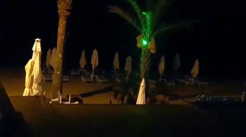 Turizm kentinde yaban domuzları sahile inip k&ouml;peklere saldırdı