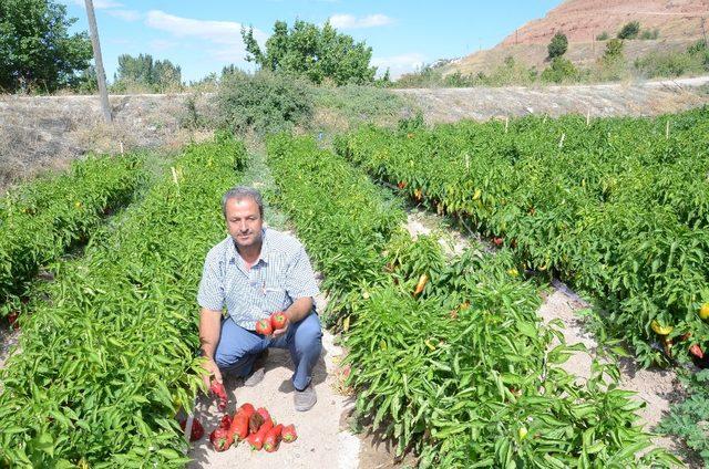 Darende’de, kapya biber üretimi yaygınlaşıyor