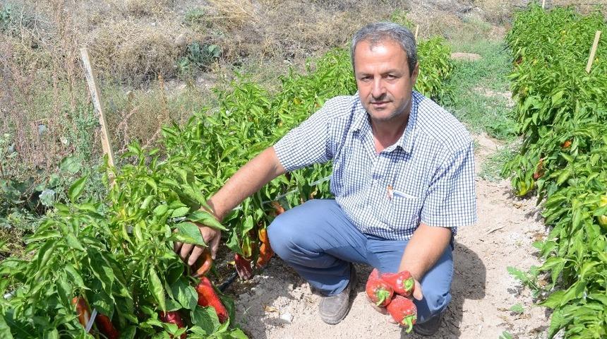 Darende&rsquo;de, kapya biber &uuml;retimi yaygınlaşıyor