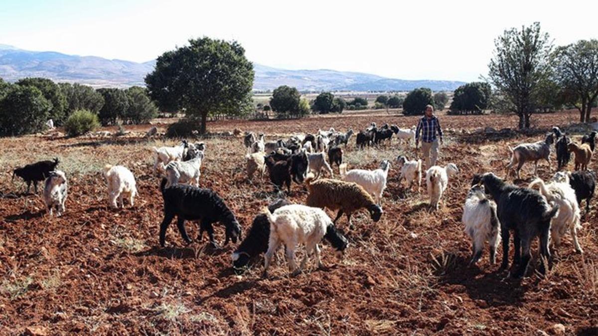 Hem &ccedil;oban hem &ouml;ğretmen hem de &ouml;ğrenci!