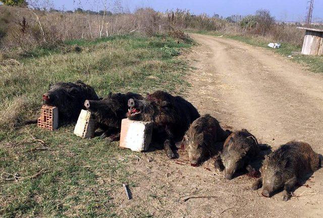 Tarlalara zarar veren domuzları avladılar