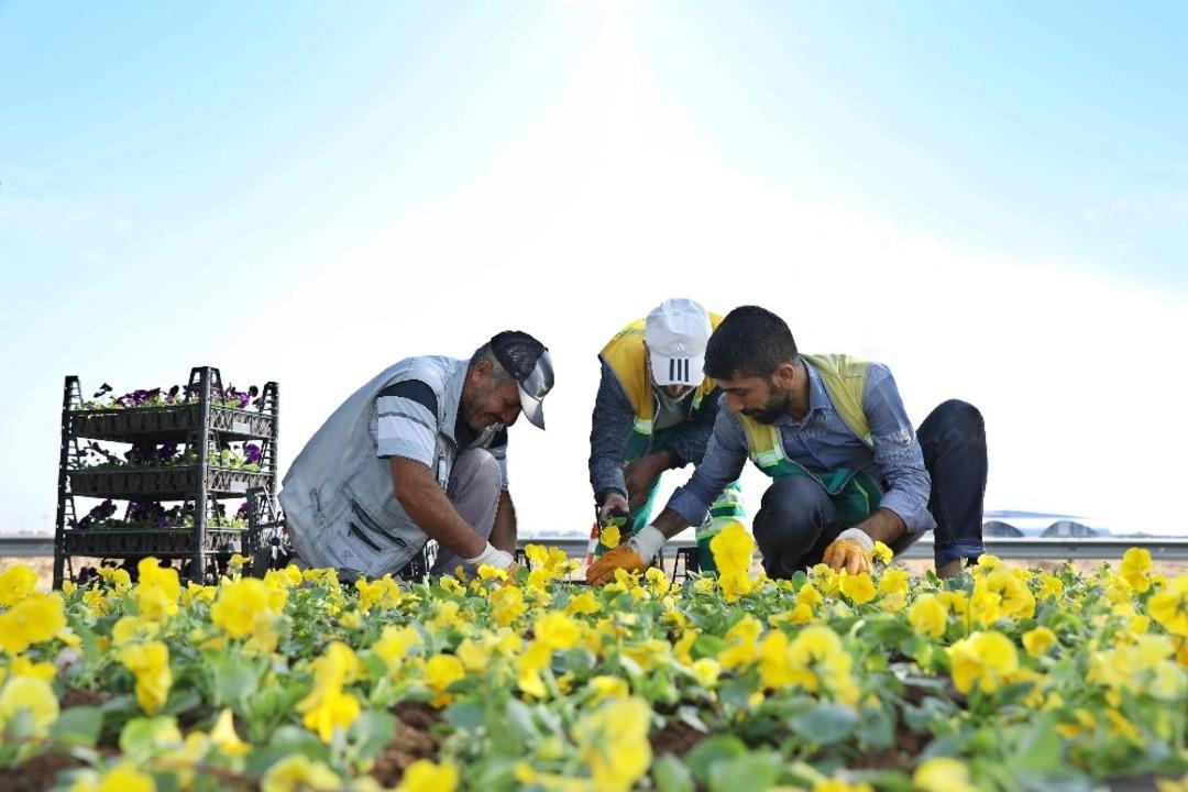 Ref&uuml;j ve kavşaklara 1 milyon kışlık mevsimlik &ccedil;i&ccedil;ek dikilecek