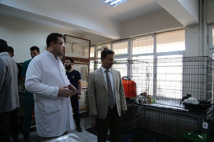 Her ay 30 hayvan, ameliyat edilerek sağlığına kavuşuyor G1