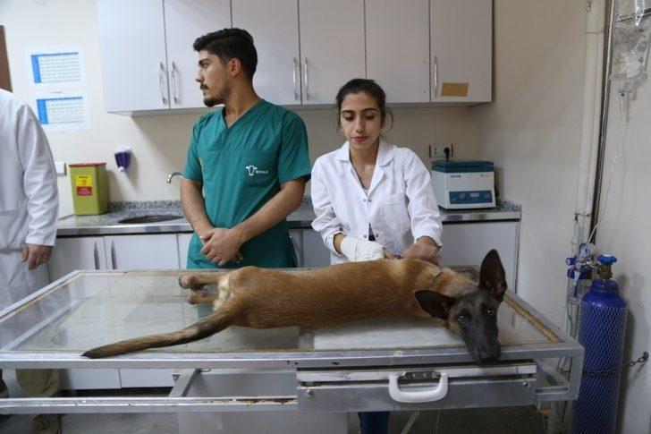 Her ay 30 hayvan, ameliyat edilerek sağlığına kavuşuyor G2