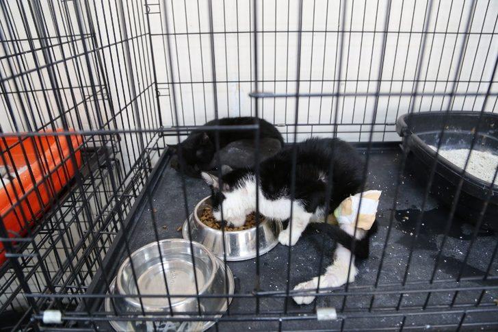 Her ay 30 hayvan, ameliyat edilerek sağlığına kavuşuyor G3