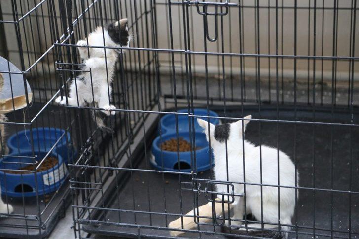 Her ay 30 hayvan, ameliyat edilerek sağlığına kavuşuyor G4