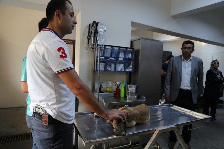 Her ay 30 hayvan, ameliyat edilerek sağlığına kavuşuyor G5