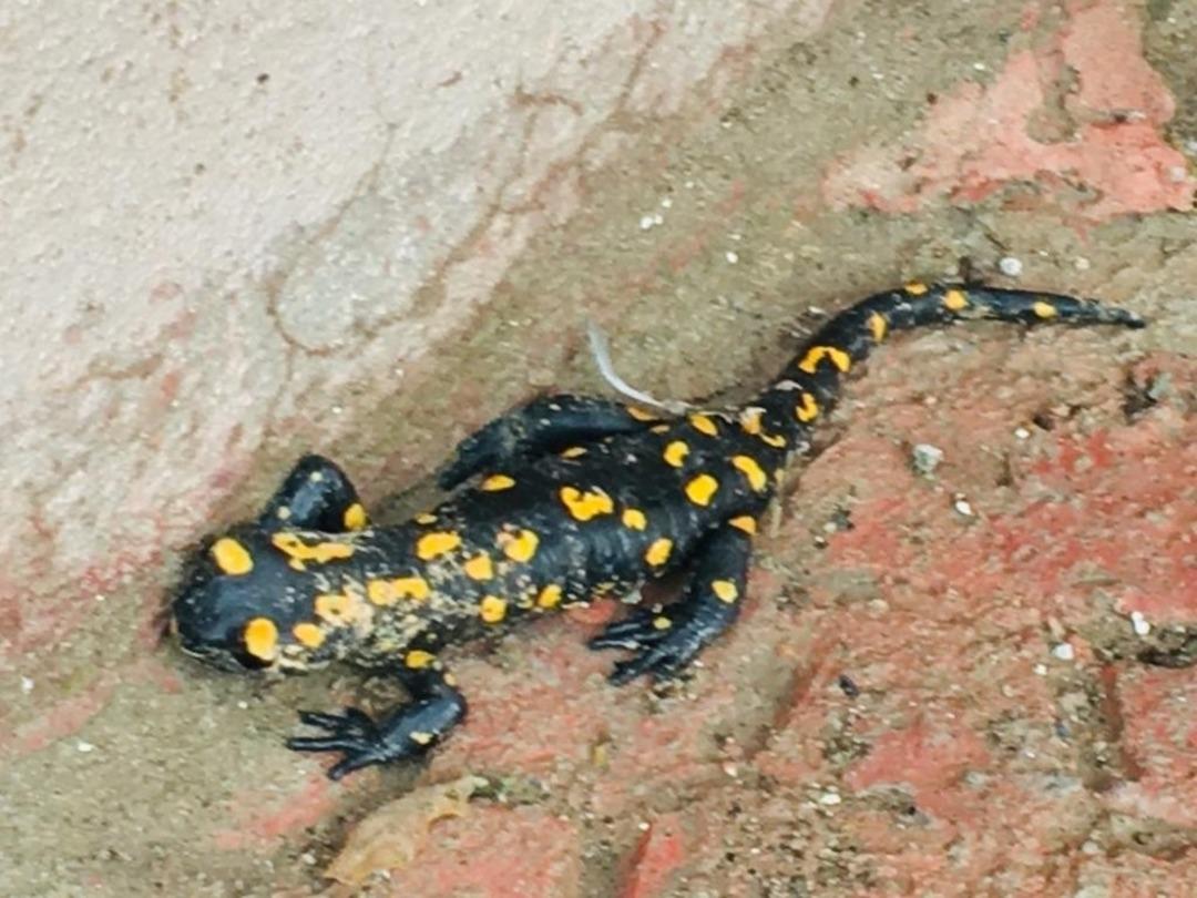 Malatya&rsquo;da Benekli Anadolu Semenderi g&ouml;r&uuml;ld&uuml;