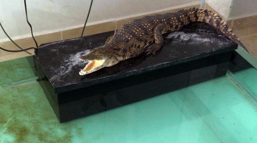 İstanbul’da kaçak timsah ve yılan operasyonu