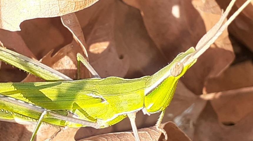 Kaz dağları'nda 'koni başlı &ccedil;ekirge' bulundu!