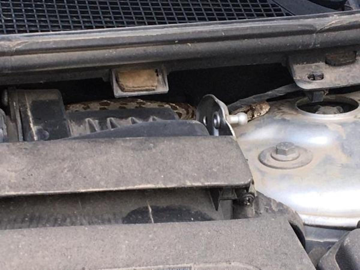 Bursa'da satın aldığı arabanın kaportasından yılan &ccedil;ıktı