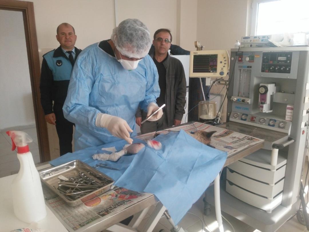 Otomobilin &ccedil;arptığı k&ouml;pek ameliyat edildi, platin takıldı