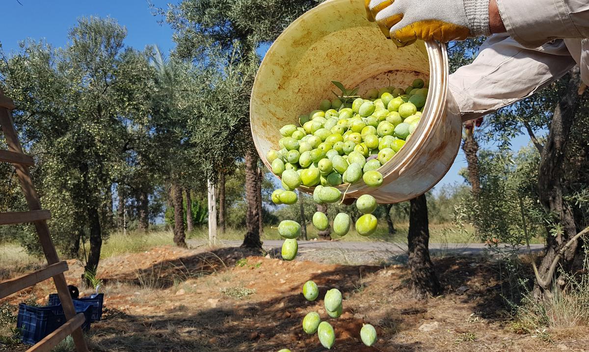 T&uuml;rkiye'nin en b&uuml;y&uuml;k zeytin bah&ccedil;esinde hasat başladı