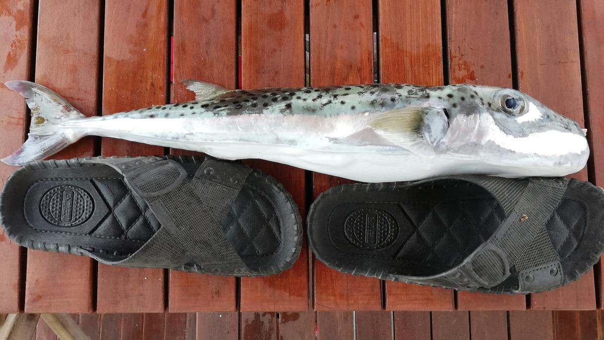 Uzmanlardan &ccedil;ok &ouml;nemli balon balığı uyarısı