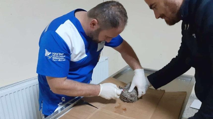 Yaralı bulunan kirpi tedavi altına alındı