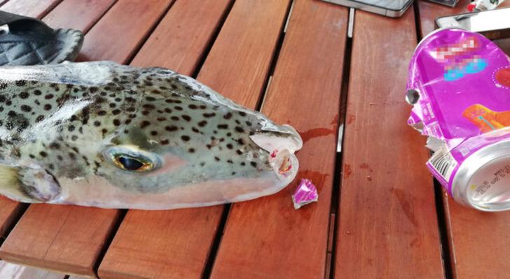 Uzmanlardan çok önemli balon balığı uyarısı G1