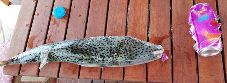 Uzmanlardan çok önemli balon balığı uyarısı G3