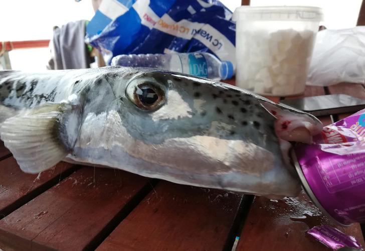 Uzmanlardan çok önemli balon balığı uyarısı G5