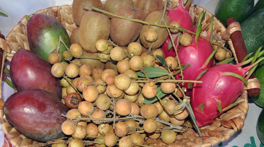 500 gramlık mangonun tanesi 30 liraya alıcı buldu