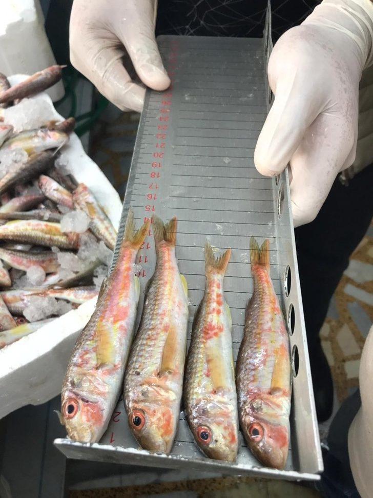 Ordu’da balık boyuna sıkı denetim G1