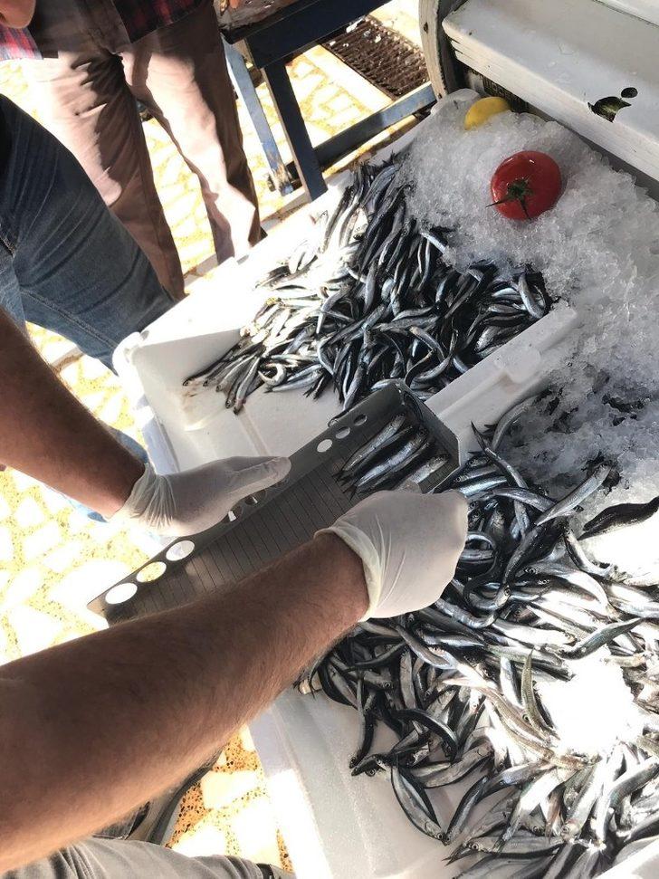 Ordu’da balık boyuna sıkı denetim G2