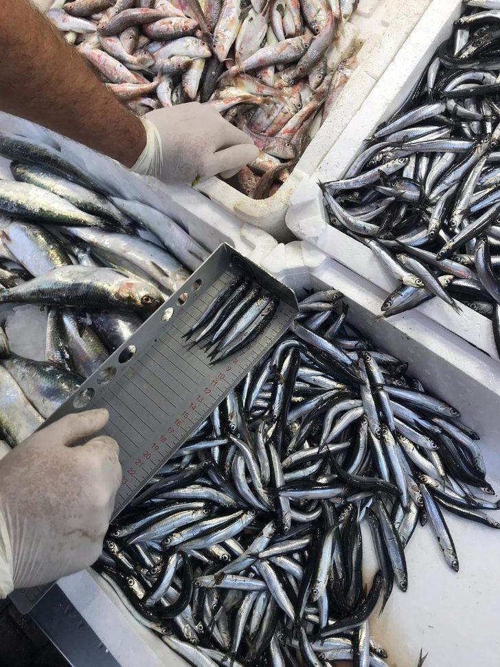 Ordu’da balık boyuna sıkı denetim G3
