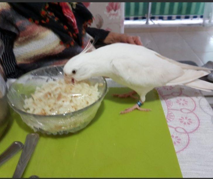 Paşa’yı bulan ödüllendirilecek G1