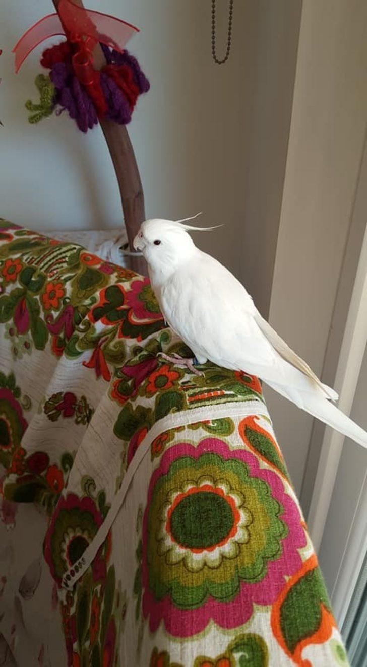 Paşa’yı bulan ödüllendirilecek G3