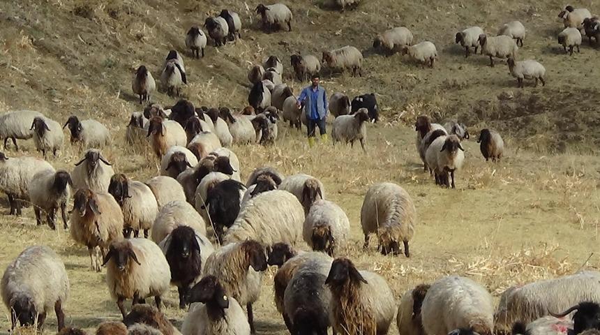 G&ouml;&ccedil;erlerin zorlu yolculuğu