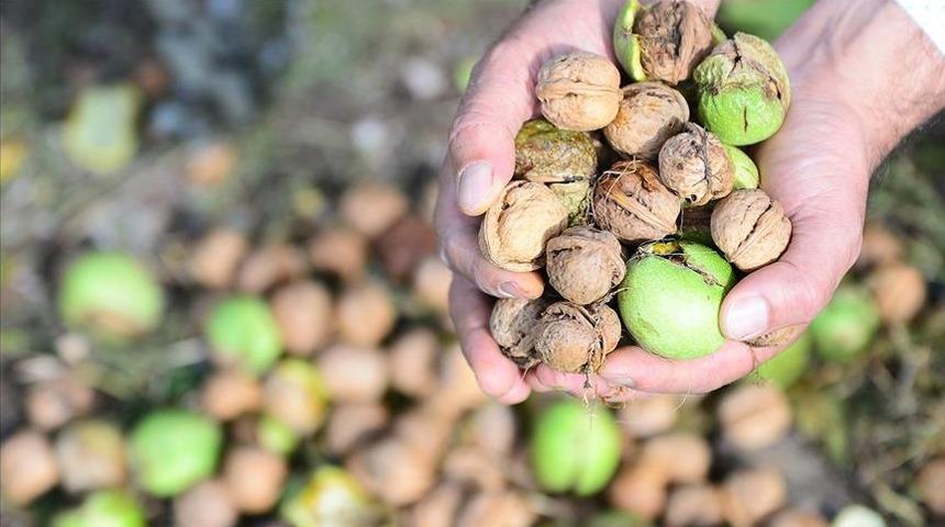 Üreticisinin yüzünü güldürdü!Tescilli 'Şebin cevizi'nde yüksek rekolte