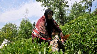 Doğu Karadeniz'de yaş çay hasadının başlama tarihi belli oldu