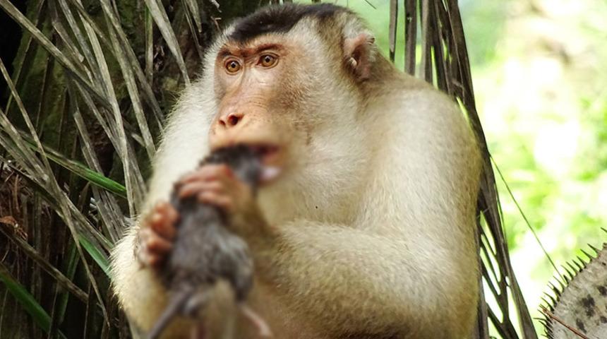 Malezya'da fare yiyen şebekler bulundu