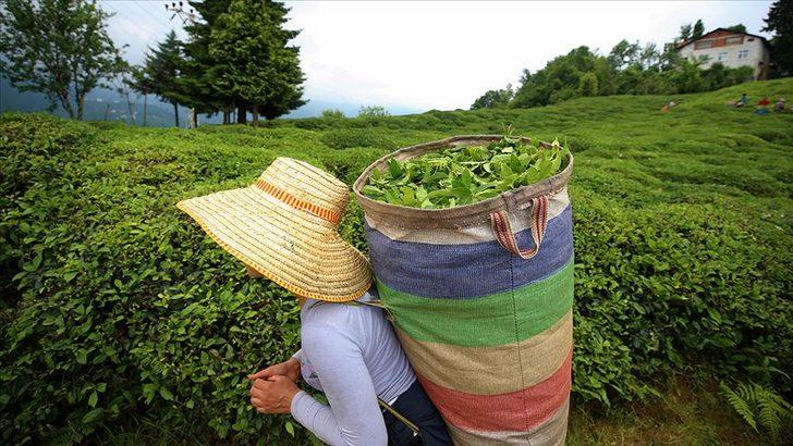 Son dakika: 'Çay fiyatı' hakkında yasa teklifi Meclis'e sunuldu! "Hedefimiz üretici ve tüketiciyi korumak"